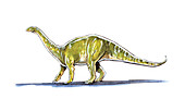 Melanorosaurus dinosaur,illustration