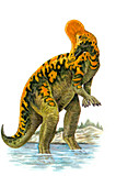 Corythosaurus dinosaur,illustration