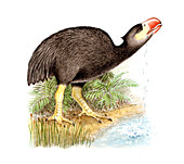 Gaston's bird,illustration