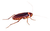 Prehistoric cockroach,illustration
