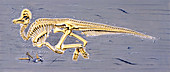Corythosaurus dinosaur skeleton