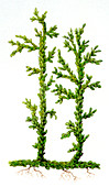Asteroxylon sp. prehistoric plant