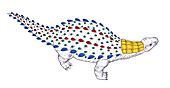 Dracopelta dinosaur,illustration