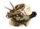 Torosaurus dinosaurs,illustration