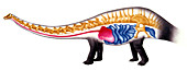Sauropod anatomy,illustration