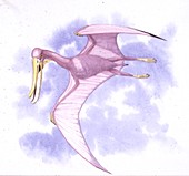 Pterodaustro pterosaur,illustration