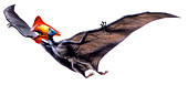Tapejara pterosaur