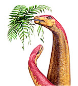 Kotasaurus dinosaurs,illustration