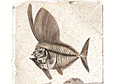 Semiophorus prehistoric fish fossil