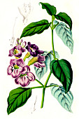 Asystasia Coromandeliana,illustration