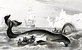 Bowhead whale being hunted,illustration