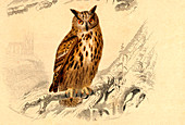 Eagle-owl,illustration