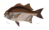 Dipterodon capensis,illustration