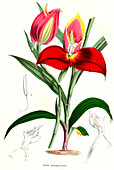 Disa grandiflora,illustration