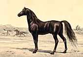 Arabian horse,19th Century illustration