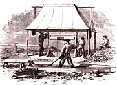 Gold miners,19th Century illustration