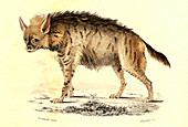 Hyena,19th Century illustration
