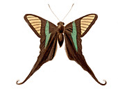 Swallowtail butterfly,illustration