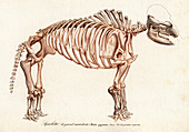 Mastodon skeleton,illustration