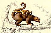 Silky anteaters,illustration