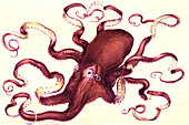 Octopus,19th Century illustration