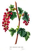 Ribes sanguineum,illustration