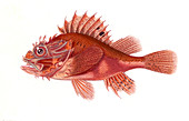 Black scorpionfish,illustration