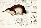 Common shrew,19th Century illustration