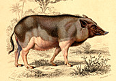 Wild boar,19th Century illustration