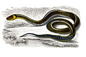 Grass snake,19th Century illustration