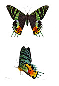 Madagascan sunset moth,illustration