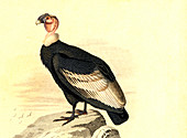 Andean condor,19th Century illustration