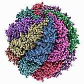 Chaperonin folding protein