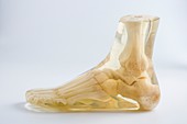 Foot and ankle bones in resin