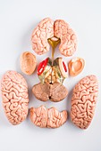Anatomical model of the human brain