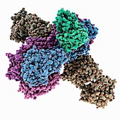 Haemagglutinin viral surface protein