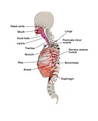 Human respiratory system,illustration