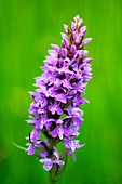 Spotted orchid (Dactylorhiza fuchsii)