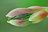 Sycamore (Acer pseudoplatanus) bud