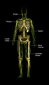 Human immune system,illustration