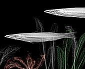 Barracuda and marine plants,X-ray
