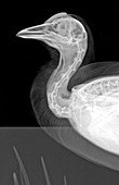 Coot,X-ray