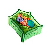 Model of a plant cell