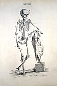 Human skeleton,18th century