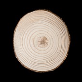 Section through red pine trunk