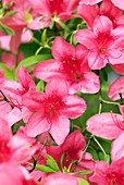 Rhododendron albrechtii flowers