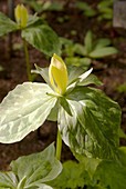 Trillium luteum flower