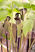 Jack-in-the-pulpit spadices