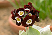 Primula auricula 'Gizabroon' flowers