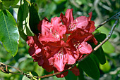 Rhododendron 'Michael Waterer' flowers